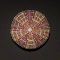 Commercial Photography Tuxedo Urchin