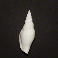 Commercial Photography Cerith Snail