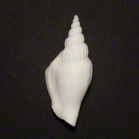 Commercial Photography Cerith Snail