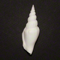Commercial Photography Cerith Snail
