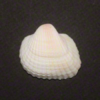 Commercial Photography Cold Water Clam