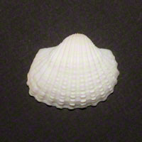 Commercial Photography Cold Water Clam