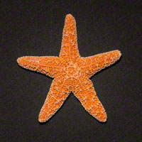 Commercial Photography Fromia Starfish