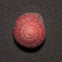 Commercial Photography Moon Snail