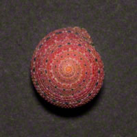 Commercial Photography Moon Snail