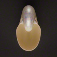 Commercial Photography Pearl Nautilus