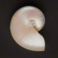 Commercial Photography Pearl Nautilus