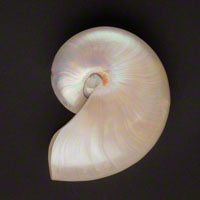 Commercial Photography Pearl Nautilus