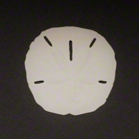 Commercial Photography Sand Dollar