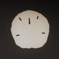 Commercial Photography Sand Dollar