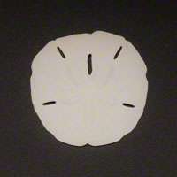 Commercial Photography Sand Dollar