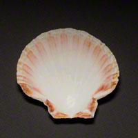 Commercial Photography Sea Scallop