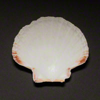 Commercial Photography Sea Scallop