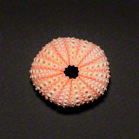 Commercial Photography Short Spine Urchin