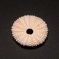 Commercial Photography Short Spine Urchin