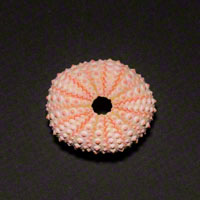 Commercial Photography Short Spine Urchin