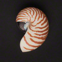 Commercial Photography Tiger Nautilus