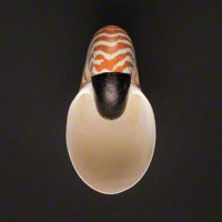 Commercial Photography Tiger Nautilus