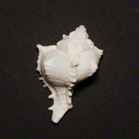 Commercial Photography Tulip Snail